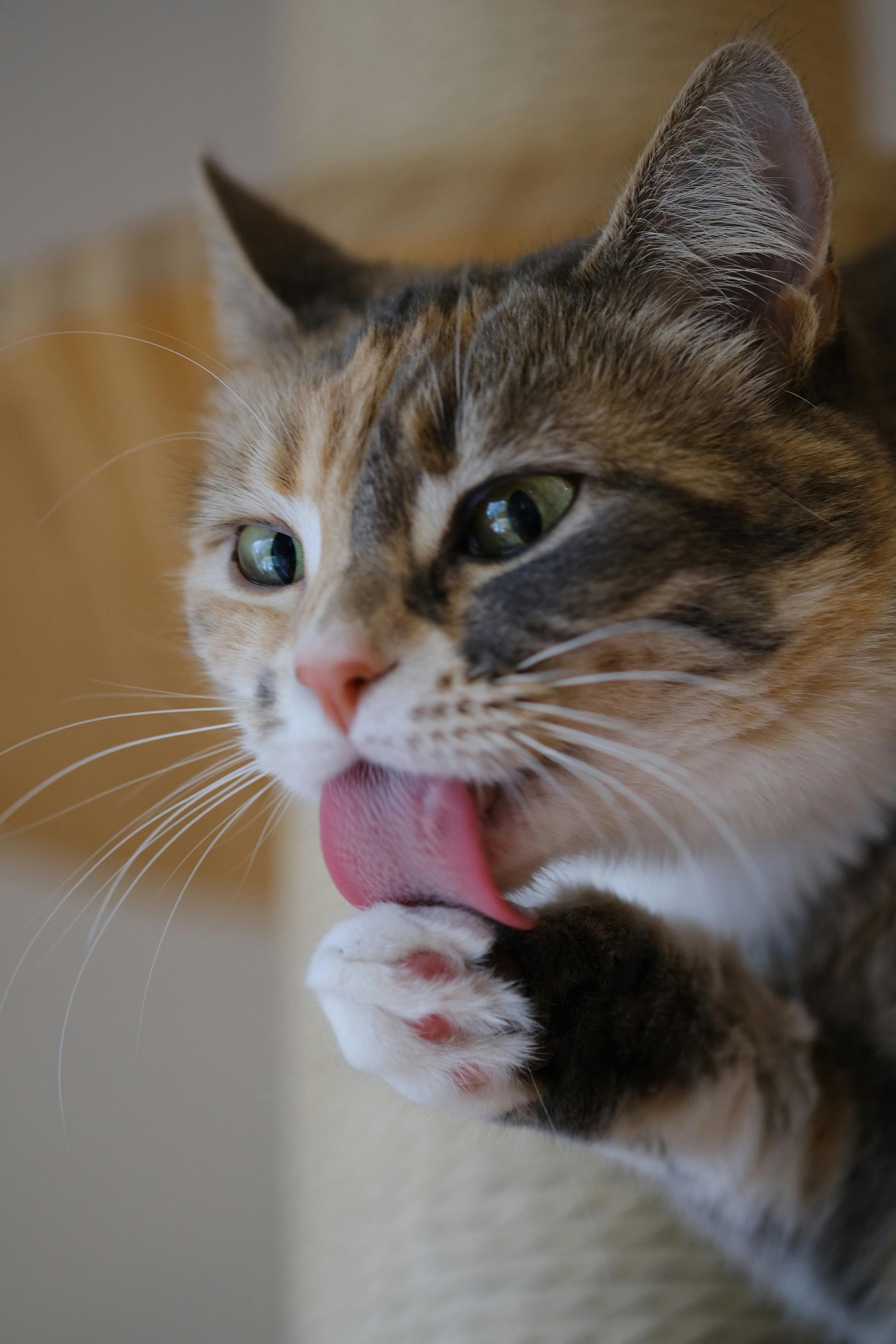 A cat calmly cleaning its paw