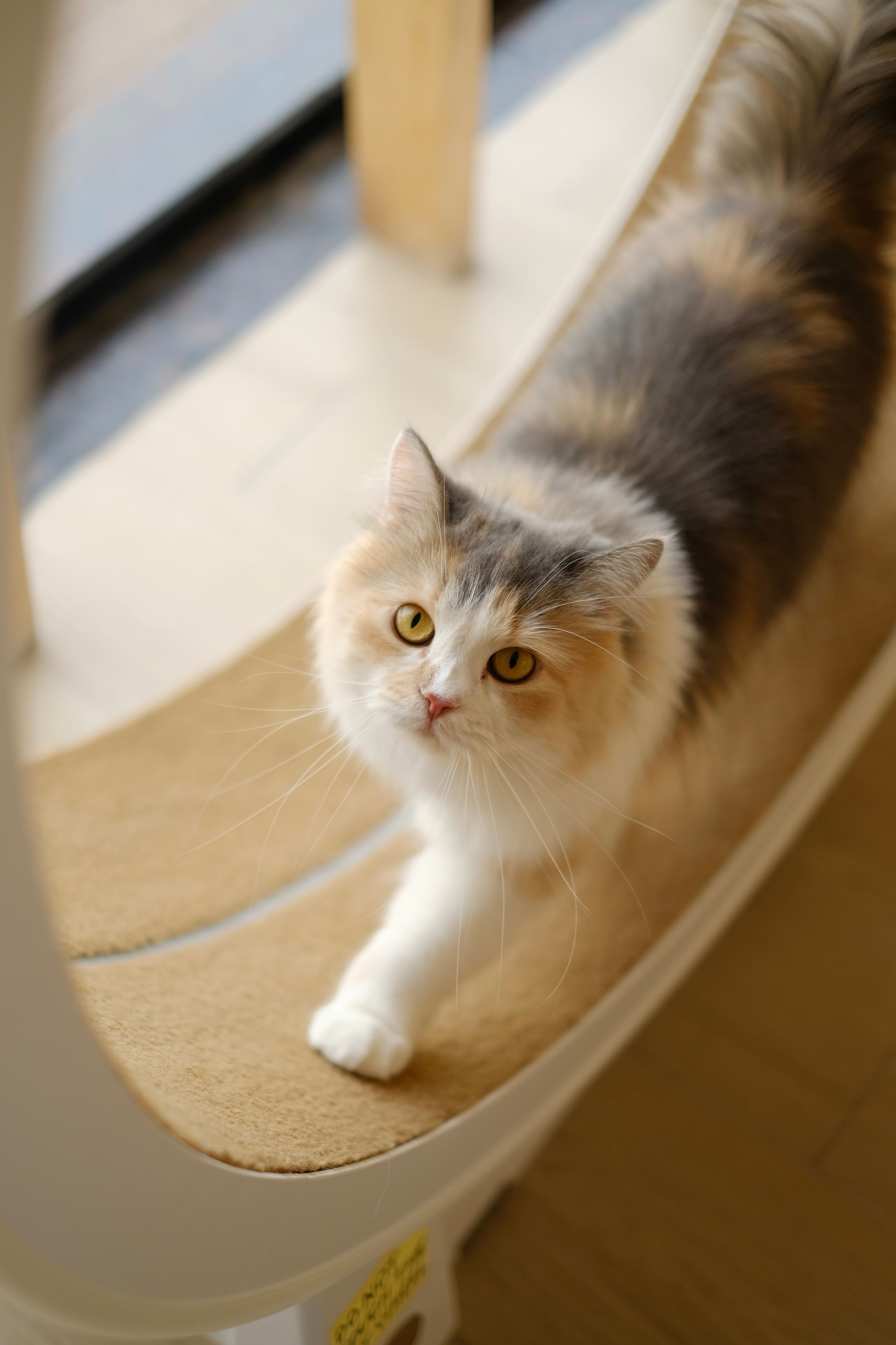 A calm cat in a soft indoor setting