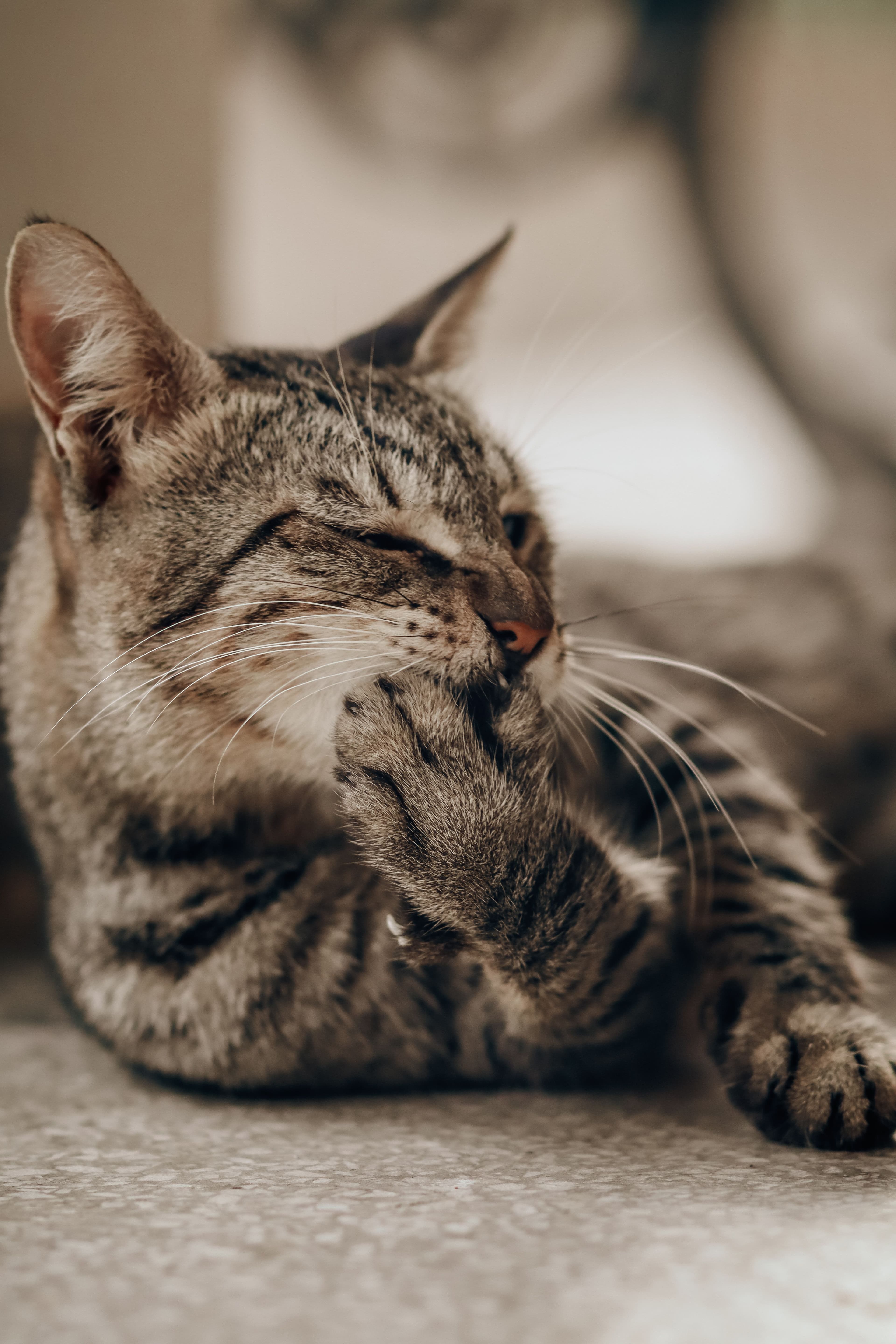 A relaxed tabby cat resting comfortably