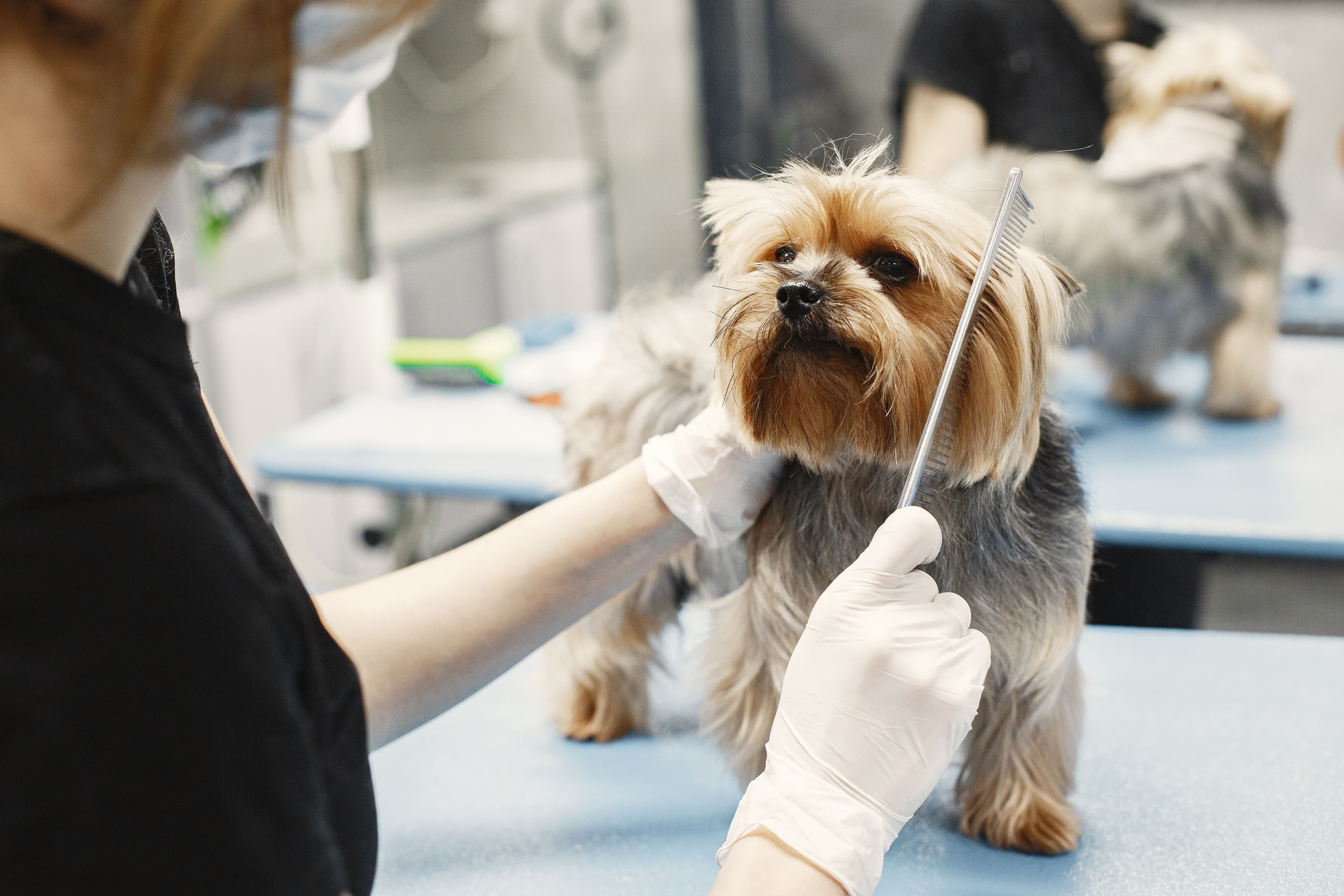 A dog being brushed and prepared for grooming