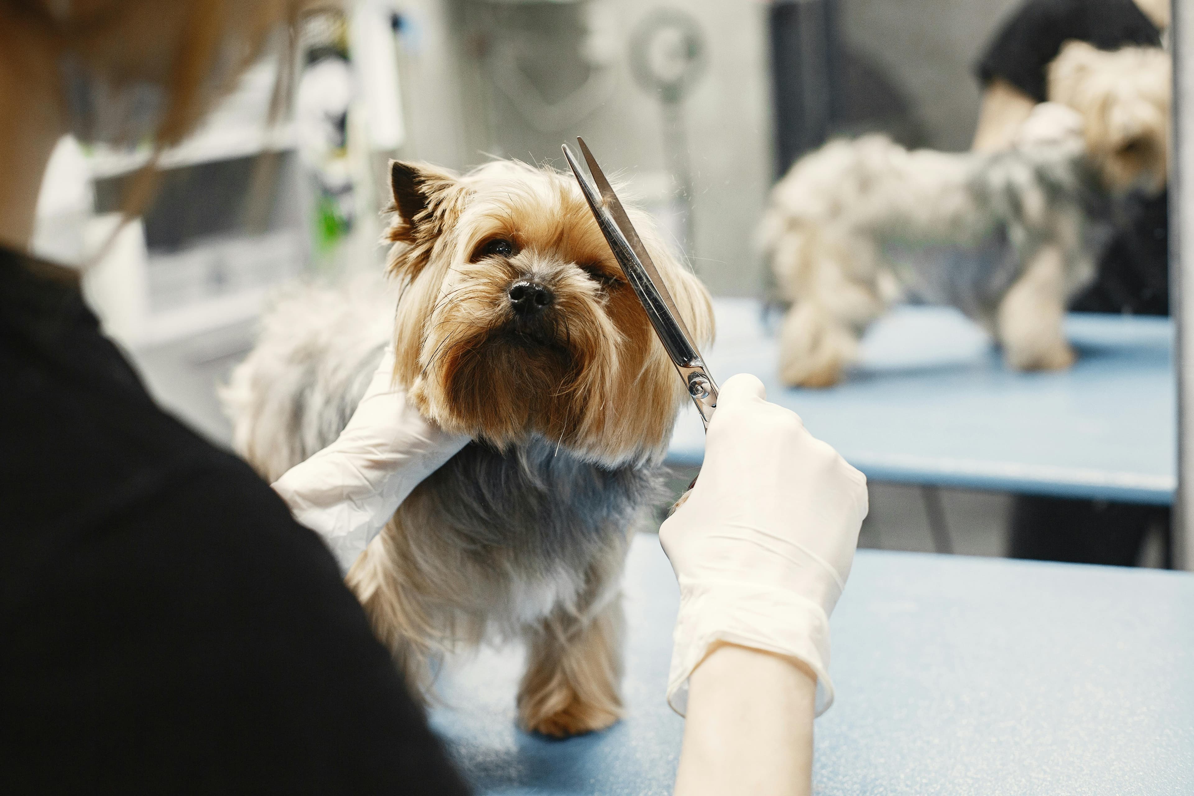 Purefur Pet Spa grooming studio
