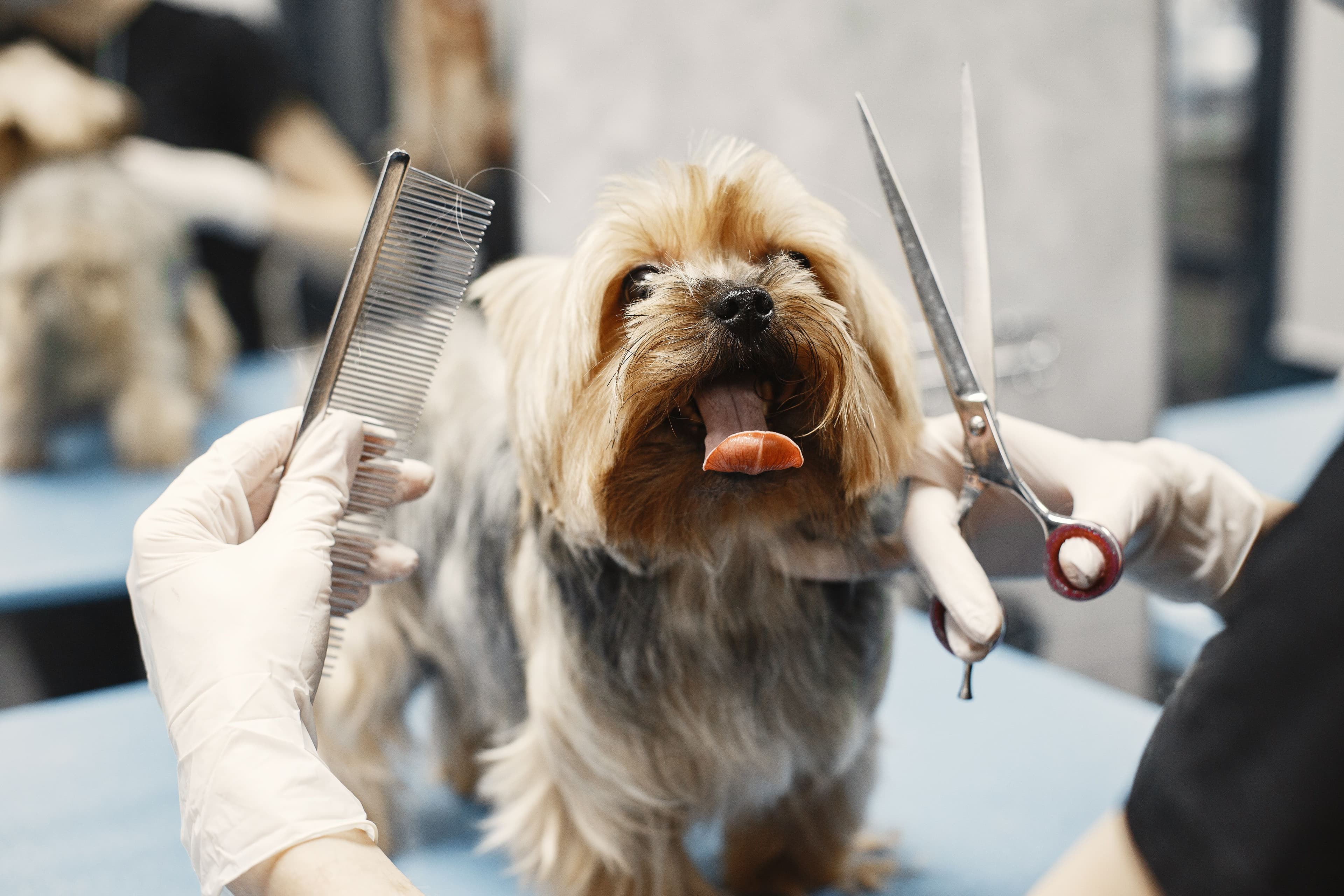 A small dog being tidied during grooming