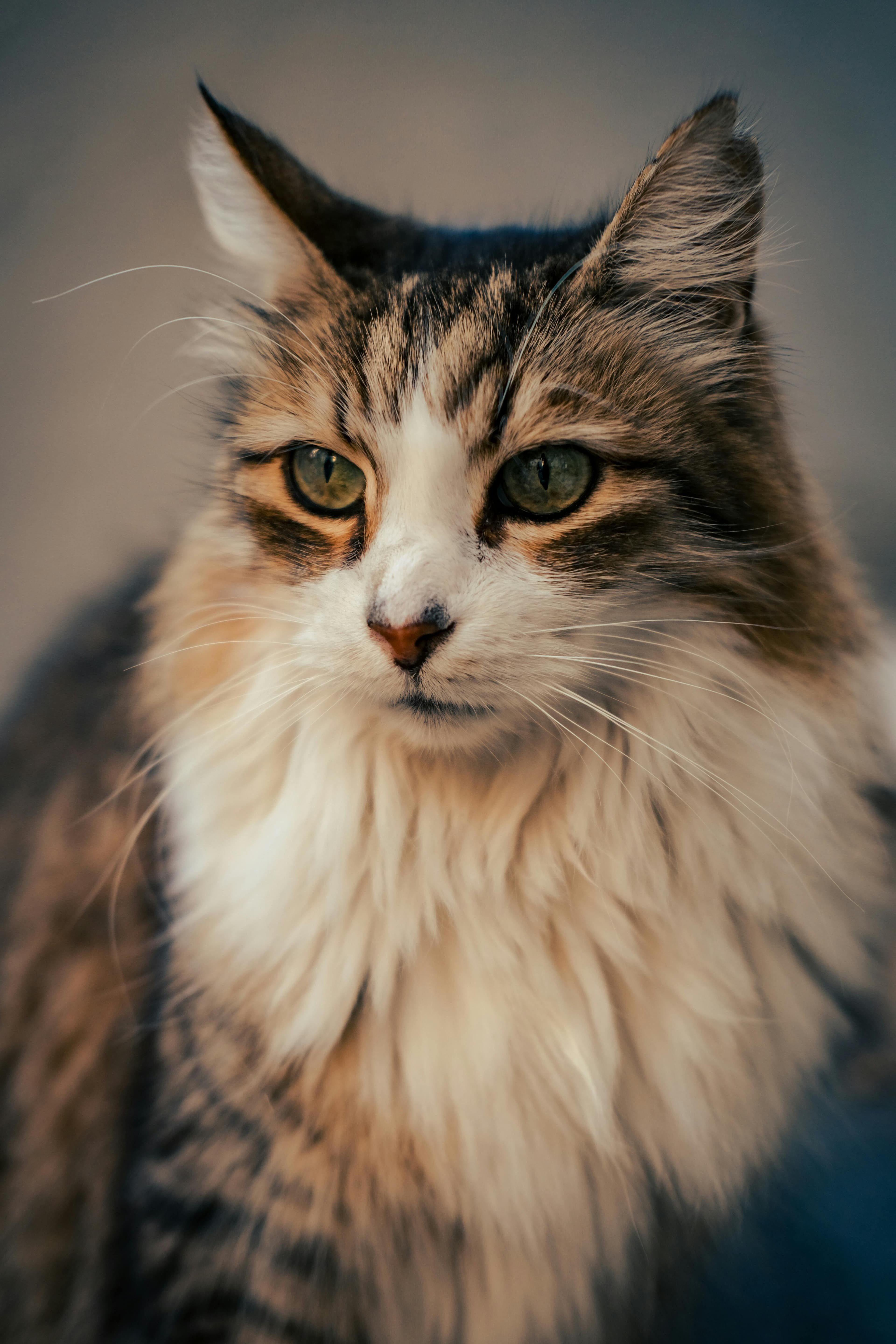 A relaxed long-haired cat